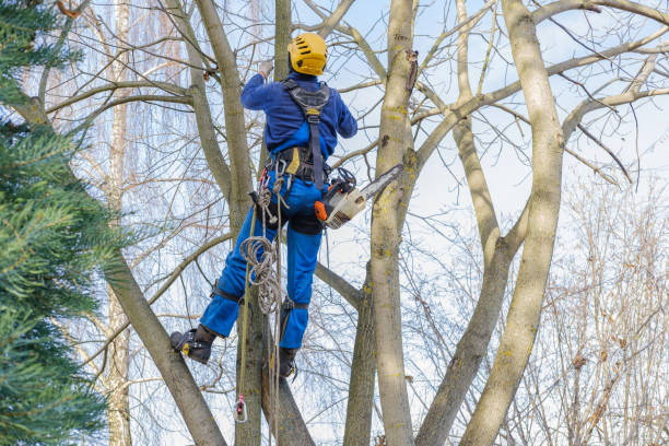 How Our Tree Care Process Works  in  Rensselaer, IN